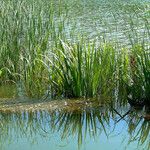 Acorus calamus Hábito