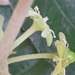 Ziziphus mauritiana Kwiat