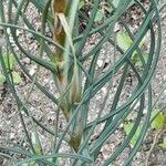 Asphodeline lutea برگ