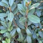 Photinia serratifoliaBlatt