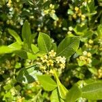 Pittosporum heterophyllumBlomma