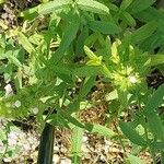 Stachys recta Feuille