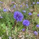 Jasione maritima फूल