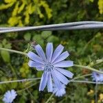 Cichorium intybus Flower