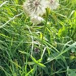 Astrantia major 形態
