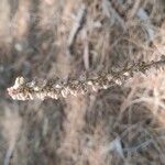 Pterocaulon alopecuroides Fruto