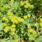Alchemilla glaucescens Lorea