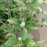 Lippia alba Fiore