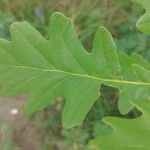 Quercus petraea List