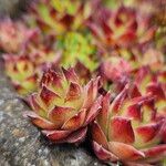Sempervivum montanum Hoja