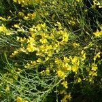 Genista cinerea Other