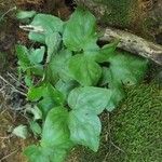 Trillium sessile Levél