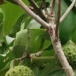 Cornus capitata Fruit