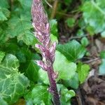 Orobanche hederae Habitat