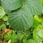 Rubus vestitus Blatt