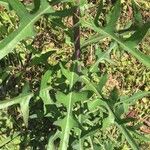 Lactuca canadensis Лист