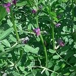 Vicia sativa Altul/Alta