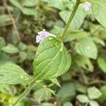 Clinopodium menthifolium List