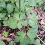 Aquilegia vulgaris Leaf