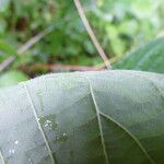 Rubus nigricans Sonstige