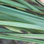 Schoenocaulon officinale Folha