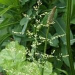 Poa trivialis Blomma