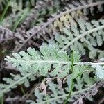 Achillea clypeolata Лист