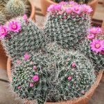 Mammillaria zeilmanniana موطن