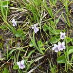 Viola palustris Hábito