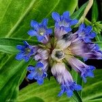 Gentiana cruciata പുഷ്പം