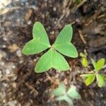 Oxalis latifolia पत्ता