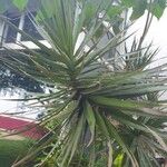 Dracaena reflexaBlatt