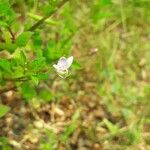 Cleome rutidosperma Floare