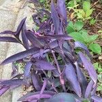 Tradescantia pallidaBlad