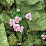 Viola diversifolia अन्य