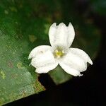 Gymnosiphon longistylus Flor