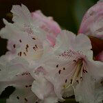 Rhododendron adenogynum Flower