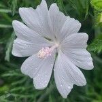 Malva moschata फूल
