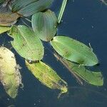 Potamogeton natans Leaf