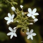 Plumbago zeylanica Flower