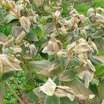 Tibouchina urvilleana Hoja