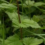 Campanula trachelium Leaf