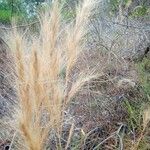 Aristida pallens Flor