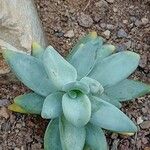 Pachyphytum fittkaui Celota