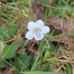 Asystasia intrusa Kwiat