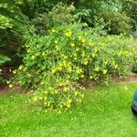 Hypericum beanii Libunga