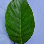 Artocarpus hirsutus Feuille