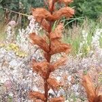 Orobanche albaফুল