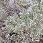 Artemisia tridentata Φύλλο