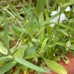 Gypsophila elegans Folha